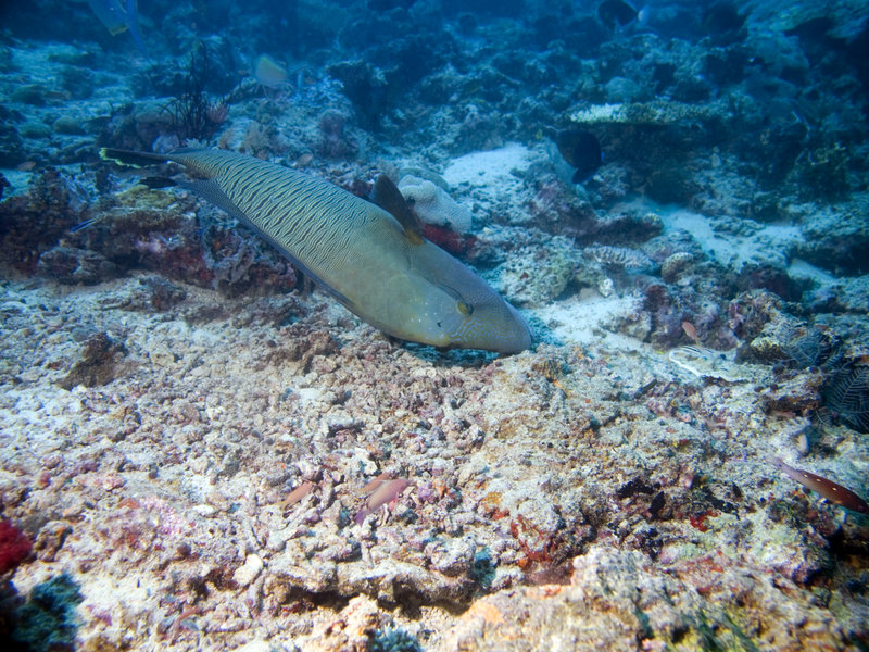 Barracuda Point, Napoleon Wrasse